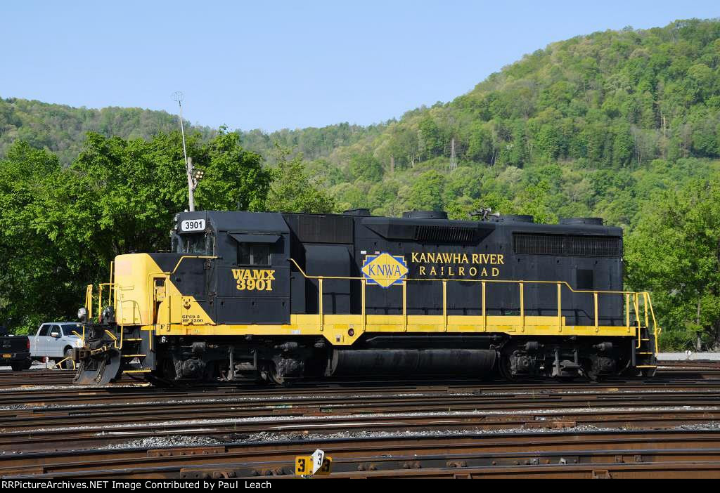 Geep waits in the yard